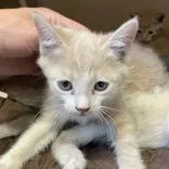 A baby small-sized male Orange / Red Domestic Short Hair cat named Lando Calrissian Butler for adoption in Flagstaff, AZ