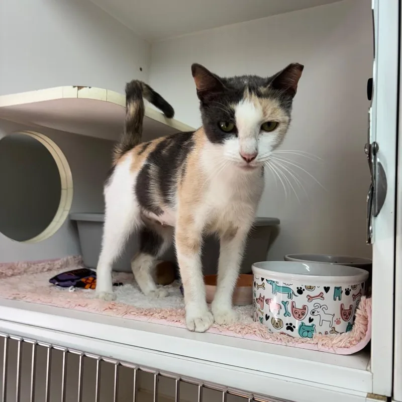 A young medium-sized female Domestic Short Hair cat named Elena for adoption in Hinesville, GA