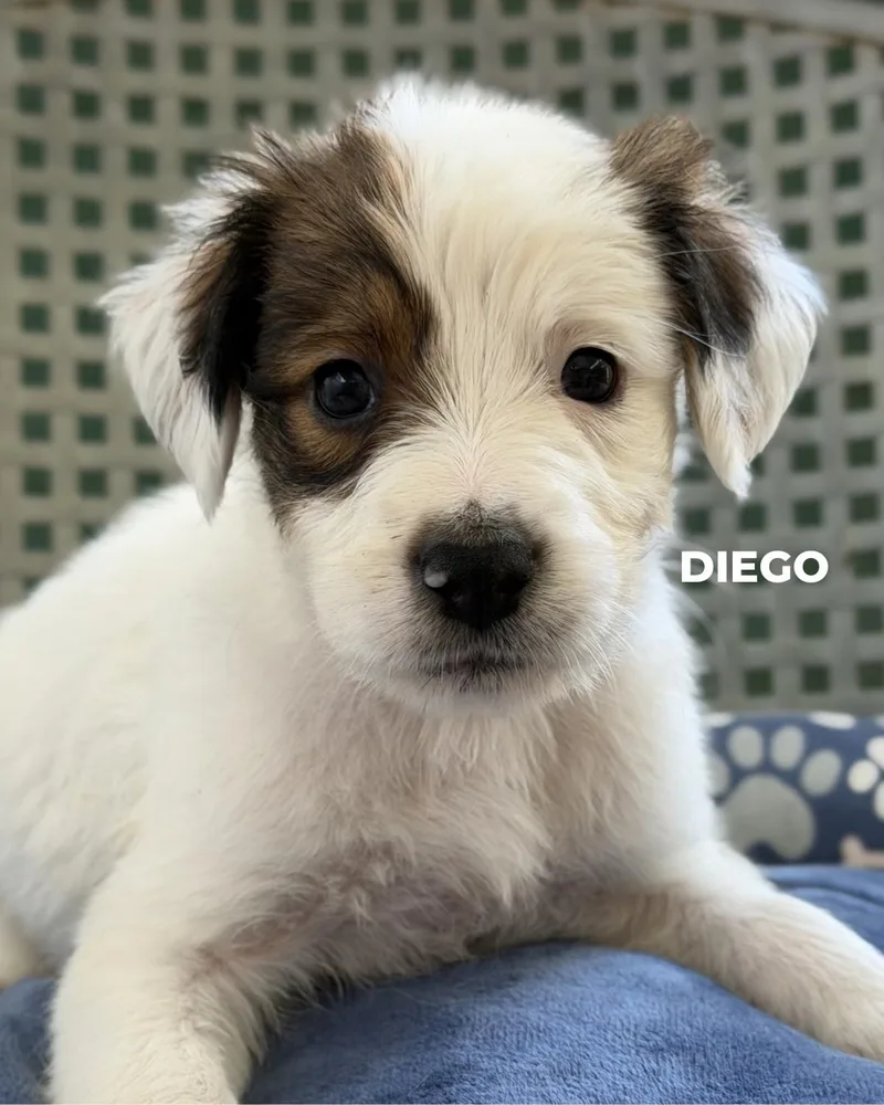 Diego thumbnail 2