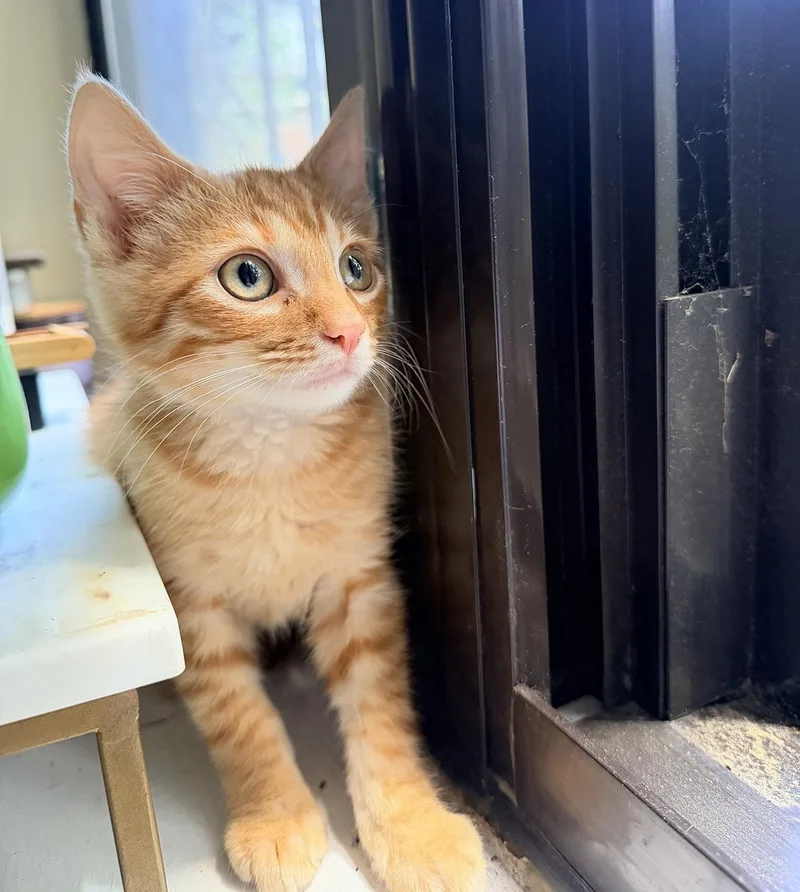 A baby medium-sized male Tabby (Orange / Red) Domestic Short Hair cat named Blueberry Holly for adoption in Philadelphia, PA