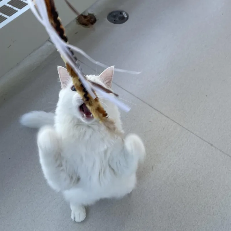 An adult large-sized male Domestic Medium Hair cat named Ilya Rozanov for adoption in Warwick, RI