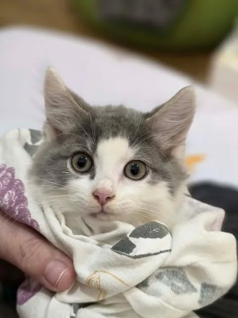 A baby medium-sized male Tabby (Gray / Blue / Silver) Tabby cat named James Dean for adoption in Johnson City, TN