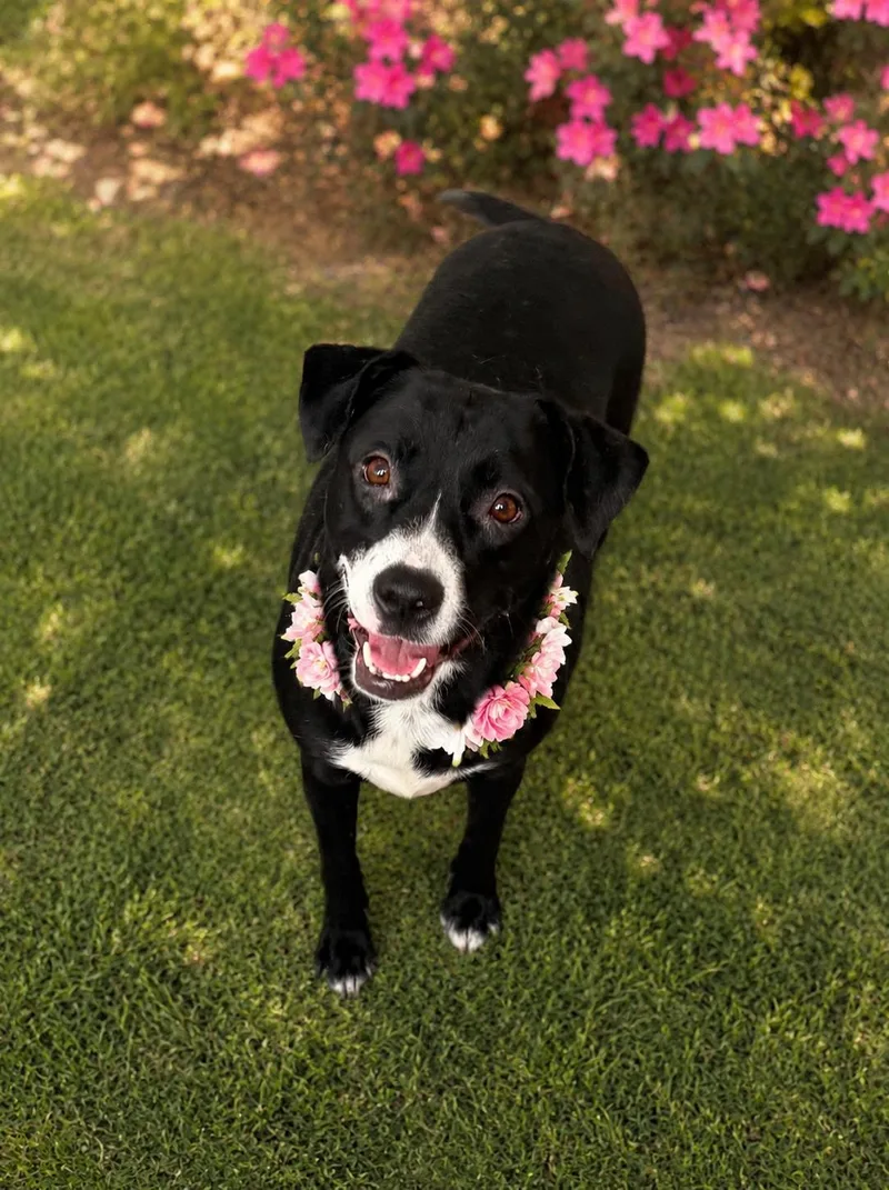 A young medium-sized female Black Labrador Retriever dog named Duffy for adoption in Phoenix, AZ