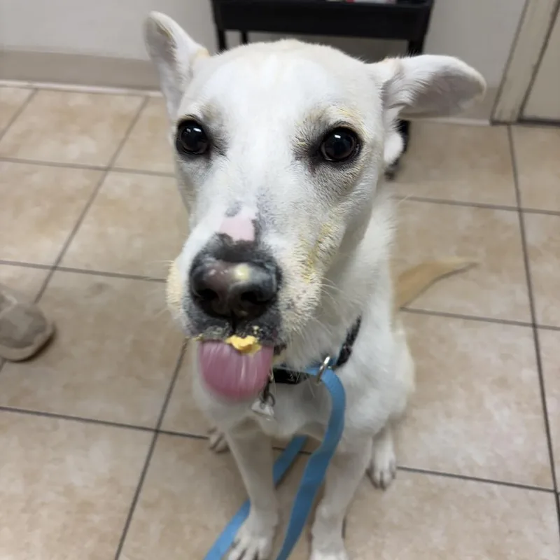 An adult large-sized female Yellow / Tan / Blond / Fawn Labrador Retriever dog named Poppy for adoption in Pekin, IL