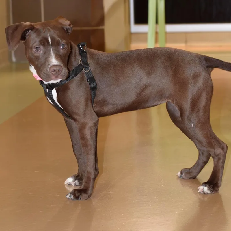 A young small-sized female Brown / Chocolate Mixed Breed dog named Raquel for adoption in Winston-Salem, NC