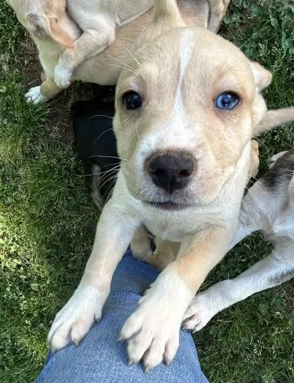 A baby large-sized male Mixed Breed dog named Sonny for adoption in Cumming, GA