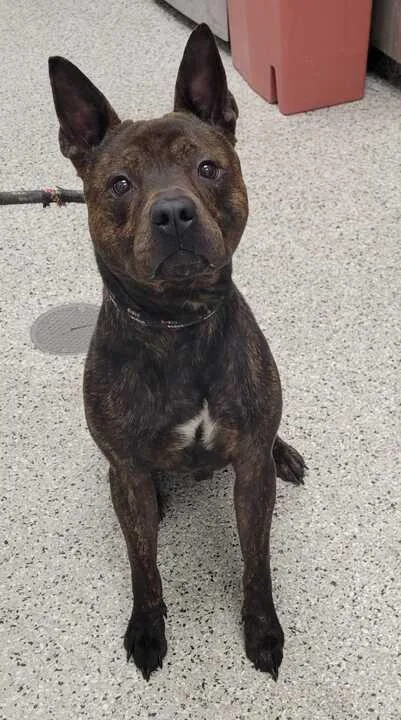 An adult medium-sized male Black Pit Bull Terrier dog named Prescott for adoption in Kansas City, MO