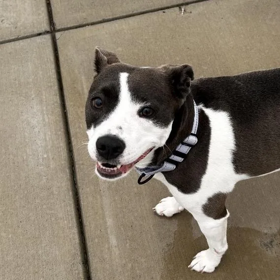 An adult medium-sized female Black Mixed Breed dog named Bella for adoption in Harrisonburg, VA