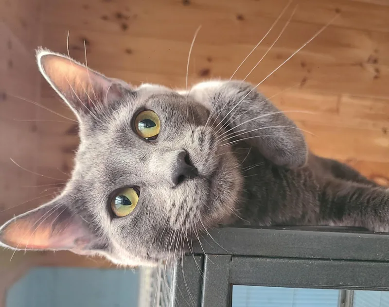 A baby medium-sized male Gray / Blue / Silver Domestic Short Hair cat named Walton for adoption in Ellijay, GA