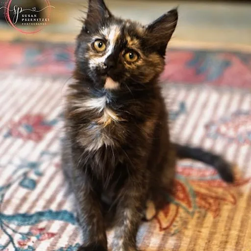 A baby medium-sized female Tortoiseshell cat named Mimi SHE MELTS IN for adoption in Bethel, CT