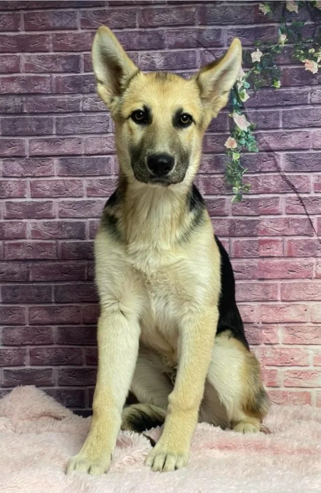 A baby large-sized male Brown / Chocolate German Shepherd Dog dog named Rodney for adoption in Sedalia, CO