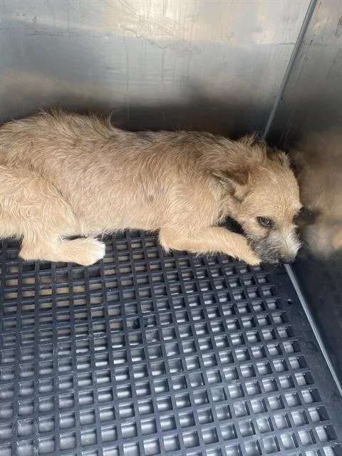 A young small-sized female Mixed Breed dog named Zuma for adoption in Dallas, TX