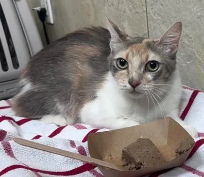 A young small-sized female Domestic Short Hair cat named Keahiwai for adoption in Honolulu, HI