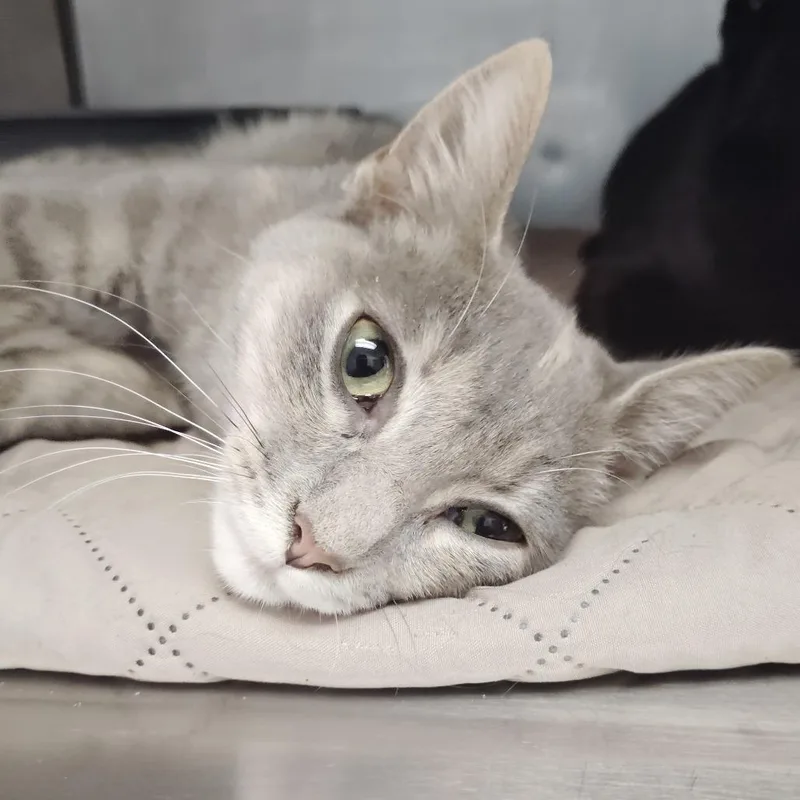 A baby small-sized female Gray / Blue / Silver Domestic Short Hair cat named Jinx for adoption in Valley, AL