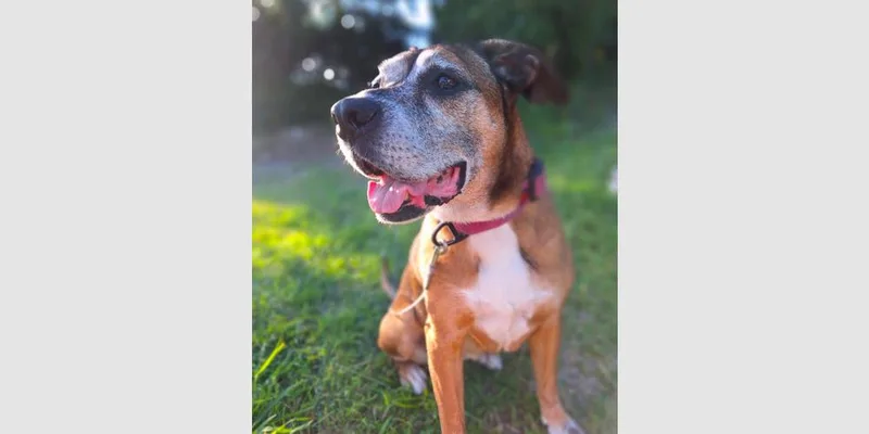 A senior medium-sized female Boxer dog named Ella Belle  Silver for adoption in Hewitt, TX
