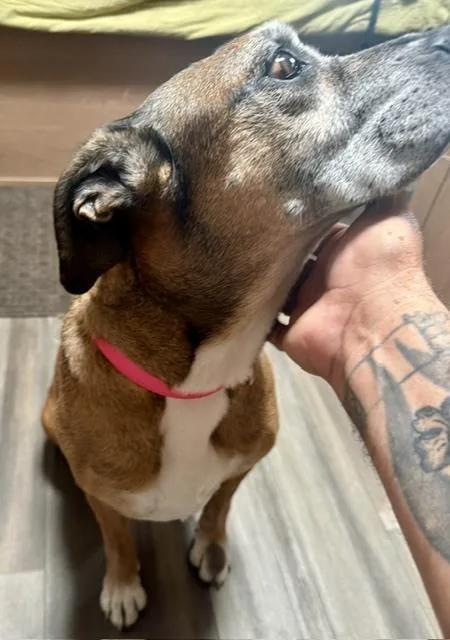 Ella Belle  Silver thumbnail 2