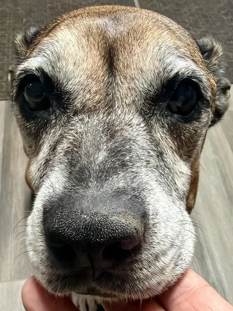 Ella Belle  Silver thumbnail 6