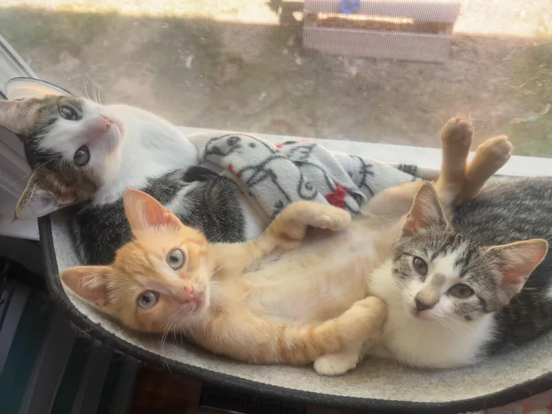 A baby medium-sized male Orange & White Domestic Short Hair cat named Jude for adoption in Mount Juliet, TN
