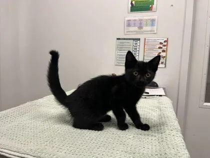 A baby small-sized male Black Domestic Short Hair cat named Evan for adoption in Kansas City, MO
