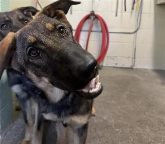 A young medium-sized female Shepherd dog named Pamela for adoption in Sacramento, CA