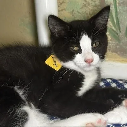 A baby medium-sized male Black & White / Tuxedo Tuxedo cat named Indigo  Fun Little for adoption in Hoquiam, WA