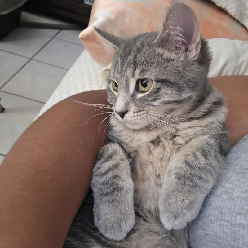 A baby small-sized male Gray / Blue / Silver Domestic Short Hair cat named Piccolo for adoption in Long Beach, CA