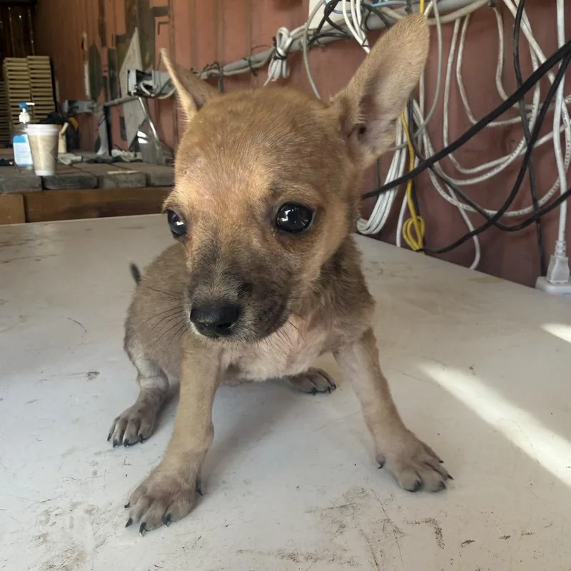 A baby small-sized female Yellow / Tan / Blond / Fawn Chihuahua dog named Radish for adoption in Allen, TX