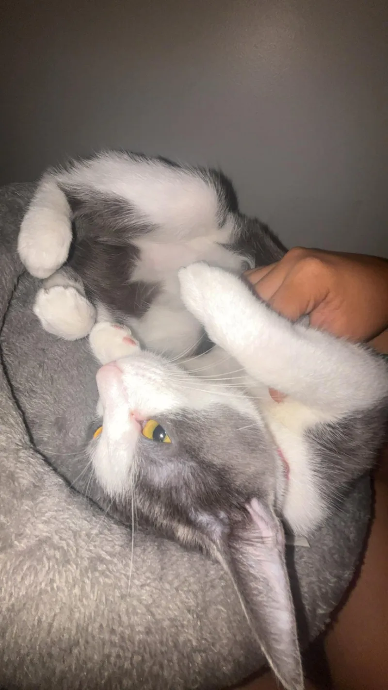 A young medium-sized female Gray & White American Shorthair cat named Buttons for adoption in Medford, MA