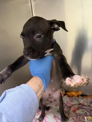 A baby small-sized male Pit Bull Terrier dog named Stormy for adoption in Westland, MI