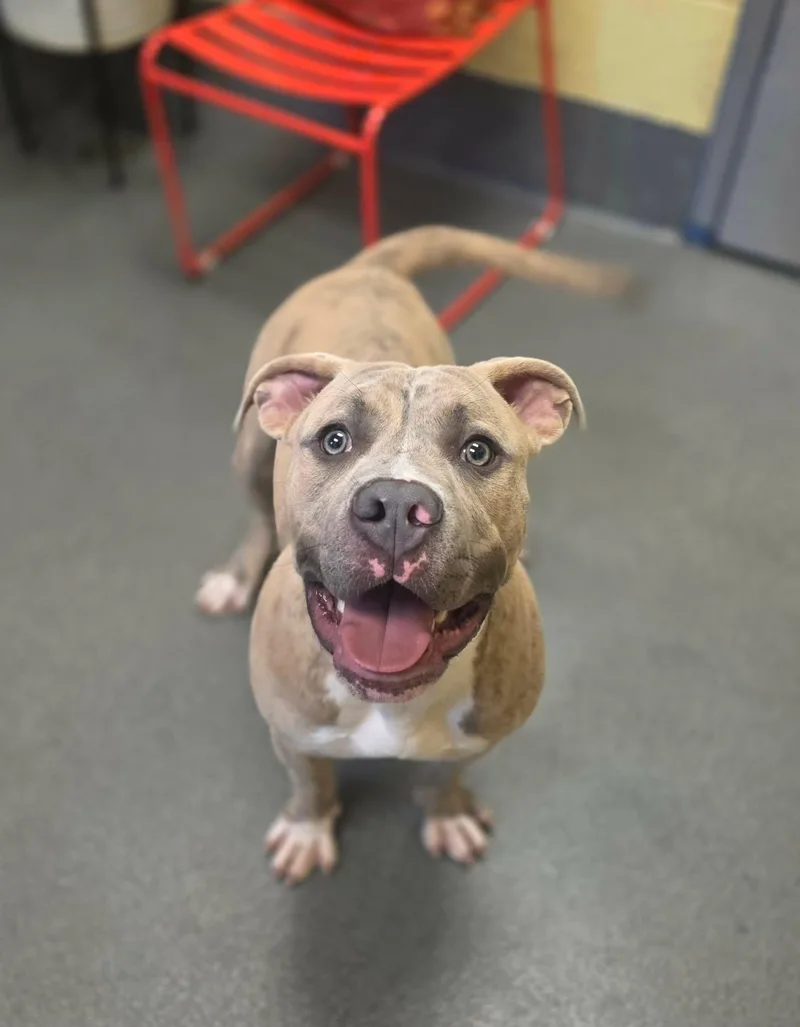A young medium-sized male Brindle American Bully dog named Chocolate Chip for adoption in Amherst, VA