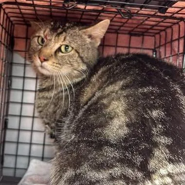 An adult medium-sized male Brown / Chocolate Domestic Short Hair cat named Wazowski for adoption in Bristol, IN