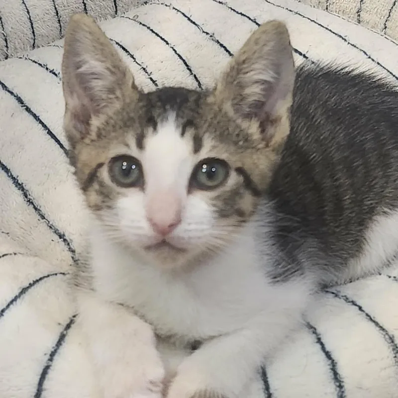 A baby small-sized male Brown / Chocolate Domestic Short Hair cat named Staten for adoption in Pine Mountain, GA