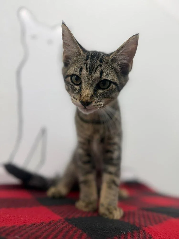 A young small-sized male Tabby (Brown / Chocolate) Domestic Short Hair cat named Nile for adoption in Evansville, IN