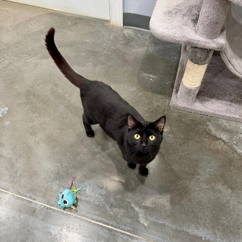 A young large-sized male Domestic Short Hair cat named Kamari for adoption in Fairmont, WV