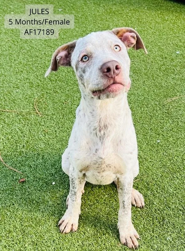 A young small-sized female German Shorthaired Pointer dog named Jules for adoption in Supply, NC
