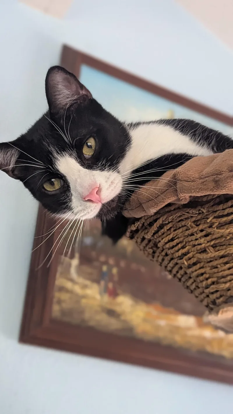 Pepe Lepew thumbnail 2