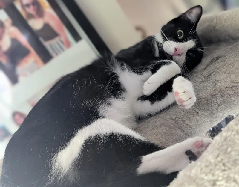 Pepe Lepew thumbnail 4