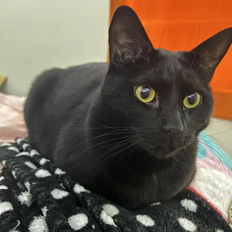 An adult large-sized male Black Domestic Short Hair cat named Ash for adoption in West Palm Beach, FL