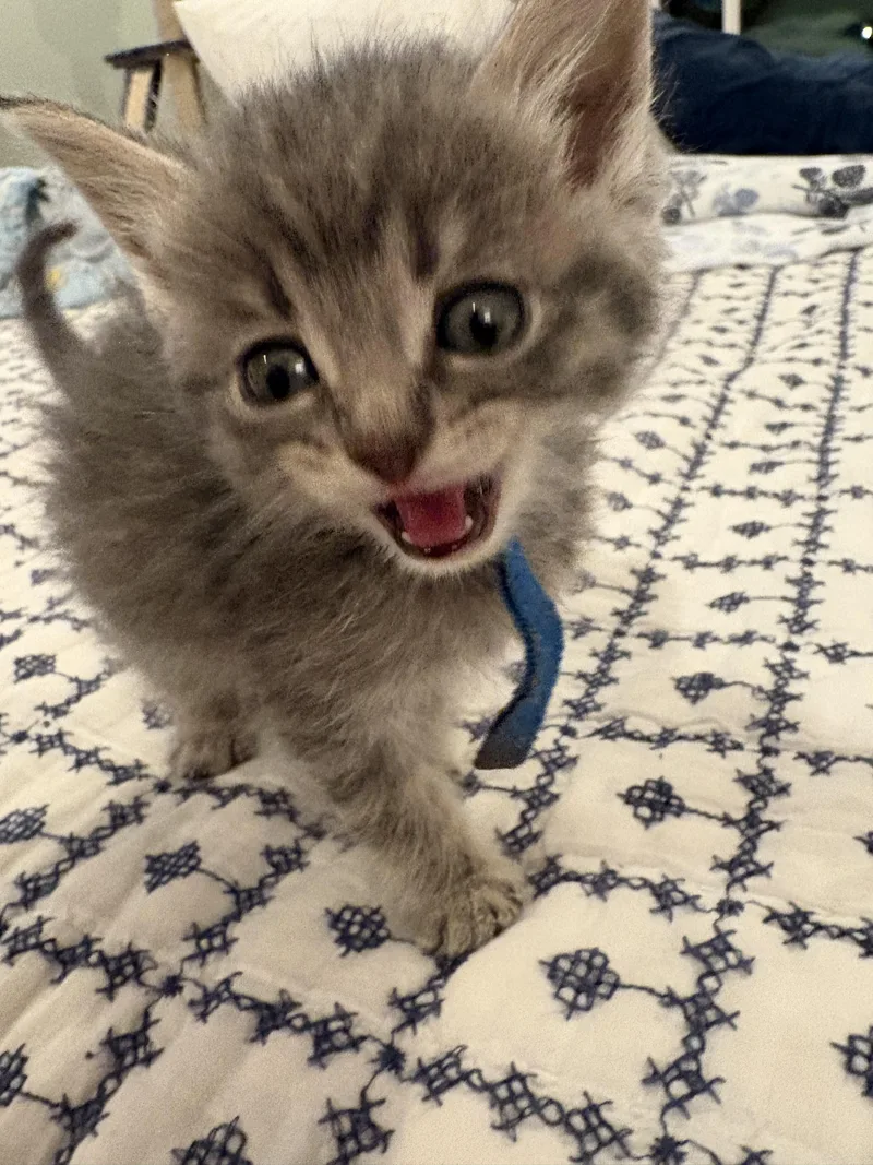 A baby small-sized male Tabby (Gray / Blue / Silver) Domestic Medium Hair cat named Galifianakas for adoption in Fruit Heights, UT
