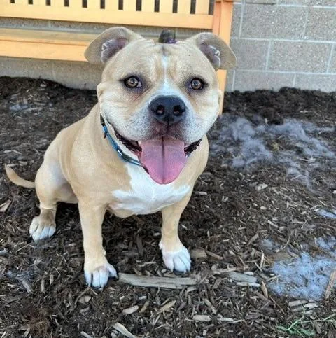 A young large-sized female English Bulldog dog named Mogley for adoption in Denver, CO