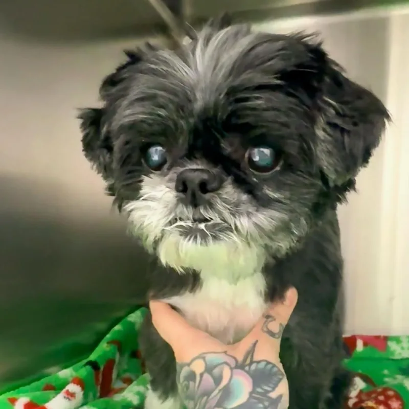 Bridgette thumbnail 4