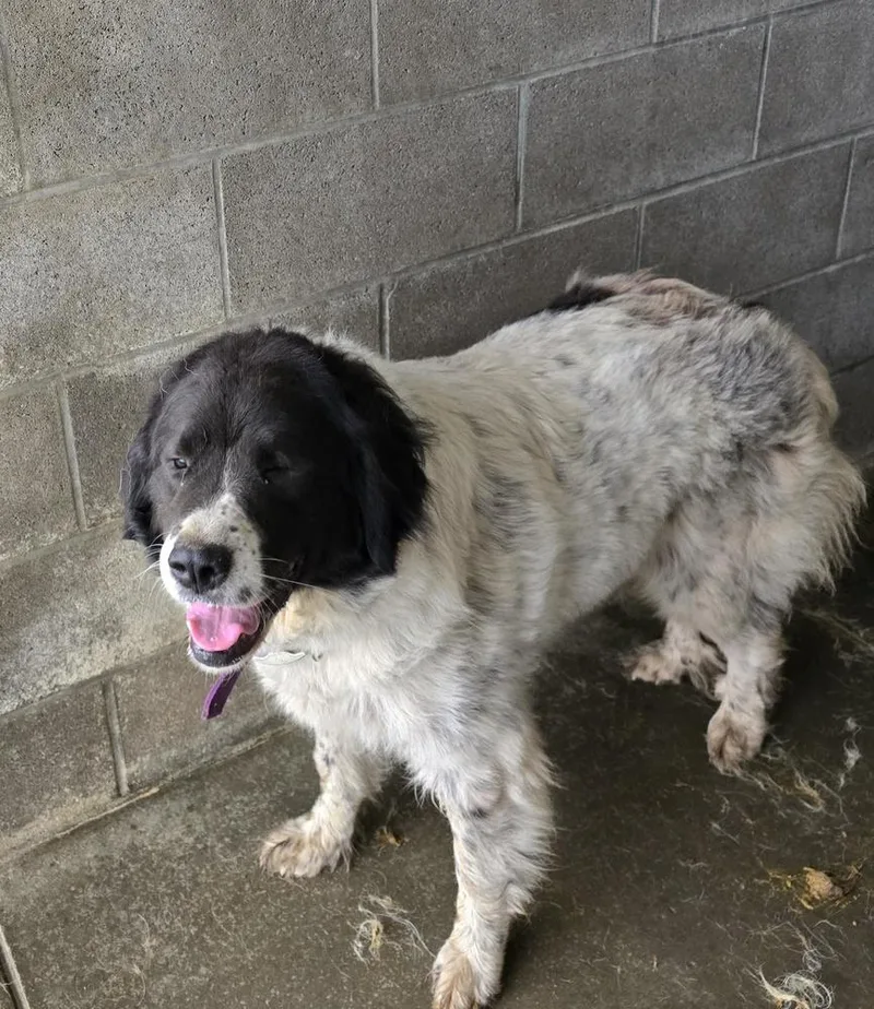 An adult large-sized female Great Pyrenees dog named Shirley for adoption in Evansville, IN