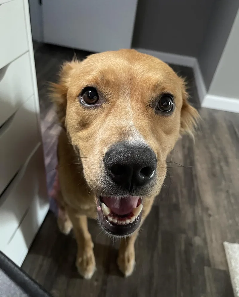 An adult medium-sized male Golden Retriever dog named Jaxx for adoption in Columbia, MO