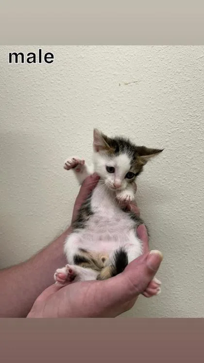 A baby small-sized male Domestic Short Hair cat named Cumin for adoption in Aberdeen, SD