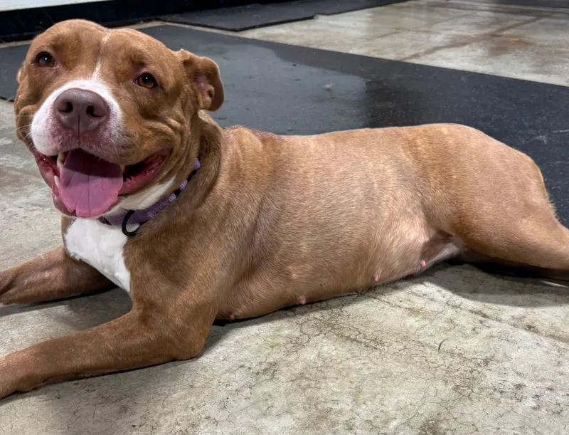 An adult large-sized female Red / Chestnut / Orange Mixed Breed dog named Hazel for adoption in Vassalboro, ME