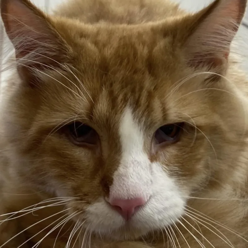 An adult medium-sized male Orange & White Domestic Long Hair cat named Wookie for adoption in Lemoyne, PA