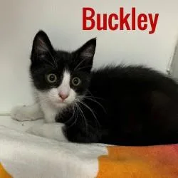 Buckley