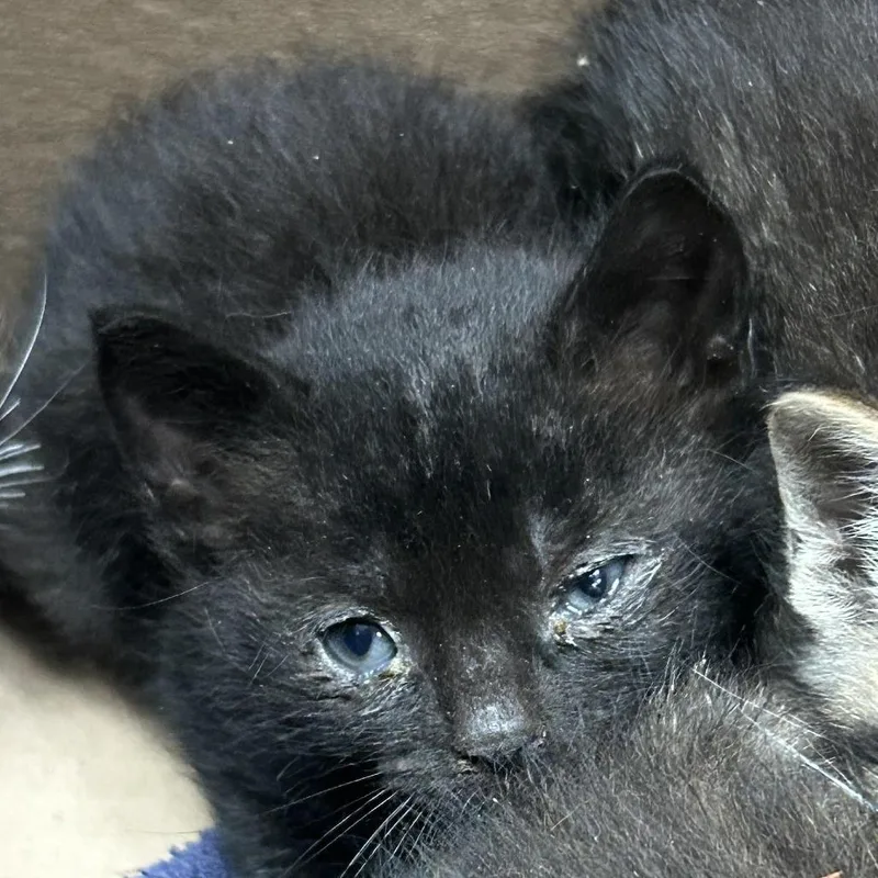 A baby small-sized male Black Domestic Short Hair cat named Castiel for adoption in Newark, NJ