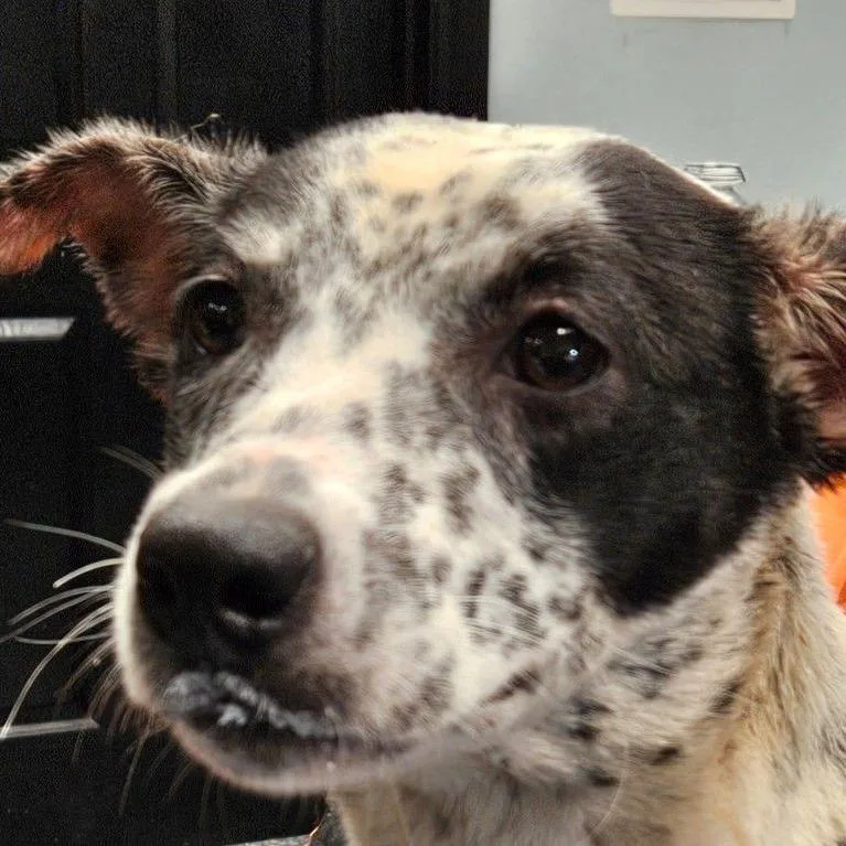A young medium-sized female Black Mixed Breed dog named Petunia for adoption in Allentown, PA