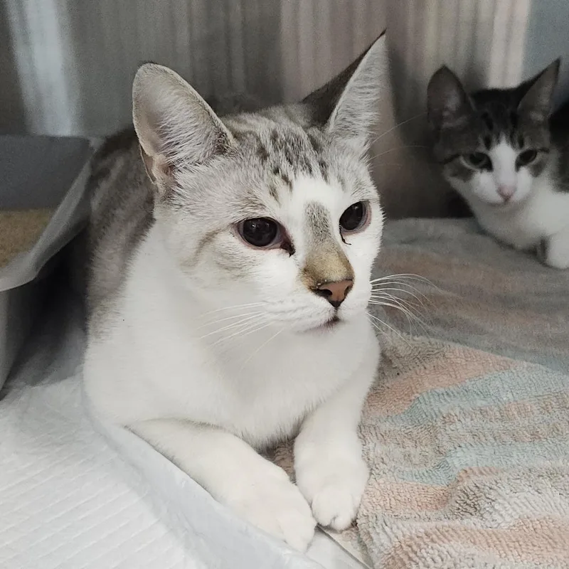 An adult small-sized female White Domestic Short Hair cat named Winter for adoption in Clearwater, FL